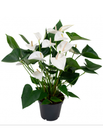Anthurium White