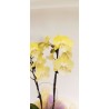 Phalenopsis mini - vaso cm 10 - altezza cm 35 - 40